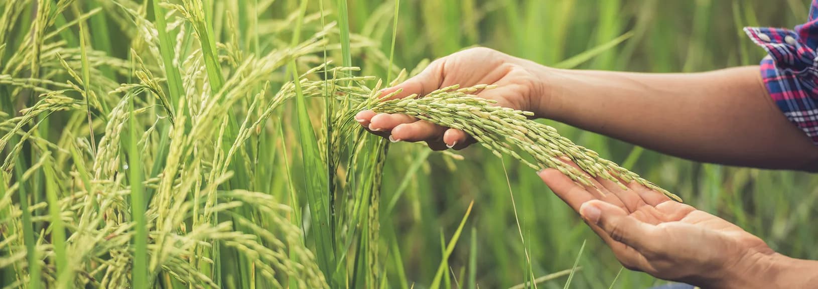 Agriculture